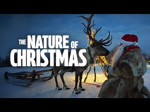 Nature of Christmas | Wildlife, Birds & Animals | Hindi Documentary