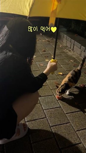 세아쌤의 조언으로 시작된 인연... 하지만 불길한 예감?! #또냥이를부탁해 [Ep.5세아쌤]