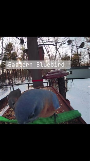 NEW BIRD!! We had Eastern Bluebirds at the feeder today🩵 #birdsoftiktok #exciting #birdwatcher #bluebirds #backyardbirds