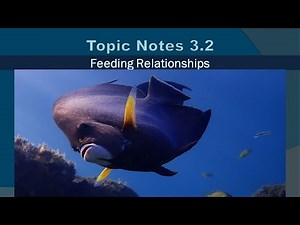 Topic Notes 3.2: Feeding Relationships