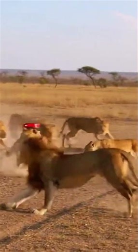 Wild boar provokes lion group #animals