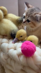 34K views · 1.1K reactions | Kitten and ducklings #kitten #cats #kitty #cuteness #virals #ducklings #ducks #reelsviralfb #reelsfb #shortsviral #foryoupage #reelsofinstagram #cat #cats #catlover #fyp #foryou#cutenessoverloaded #adorable | Hello Skitty | Facebook
