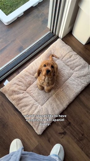 110K views · 10K reactions | English cocker spaniel puppies can be very grizzly, bossy and vocal lol 來癩 What 3 words would you use to describe your dogs puppy stage? Let us know in the comments  #dog #dogsofig #pets #cute #puppy #family #petlover #puppy #puppylove #cutepets #velcrodog #clingy #funnypets | Itsalfieandme | Facebook