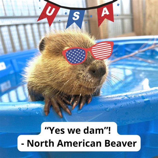 31 reactions · 11 shares | Election day is nearly here. Perhaps you need a light-hearted pick me up from the endless political ads. But what if wild animals could run for office? Here are some of the campaign slogans we think they would use... | Greenwood Wildlife Rehabilitation Center | Facebook