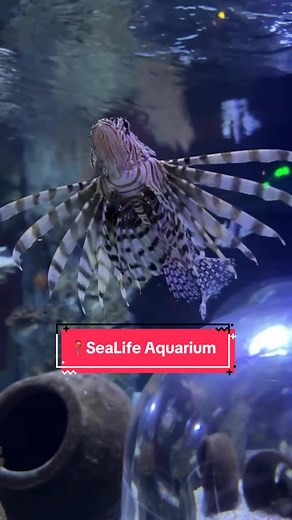 Embark on an underwater odyssey at SeaLife Aquarium, where each exhibit unfolds a mesmerizing tale of marine marvels 🐠 SeaLife Aquarium offers an immersive experience where guests can dive deep to learn about the realms beneath the surface. 📍 : SeaLife Aquarium Orlando at @ICON Park IG 🎥 : holidaywiththeheathers #orlandovacation #thingstodoinorlando #aquarium #iconparkorlando #sealifeorlando