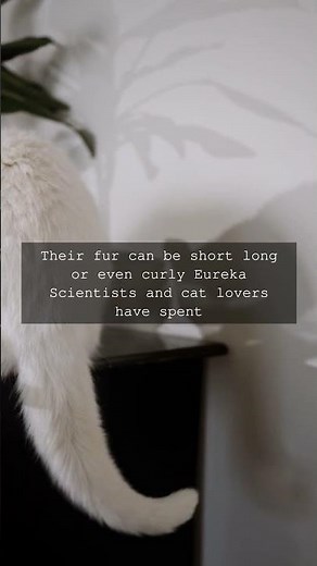 The Wonderful World of Cat Breeds Did you know there are about 100 distinct breeds of...