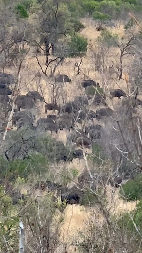 Buffalo Migration 🐃🐃🐃🐃🐃 #safari #wildlife #nature | Wildest Kruger Sightings