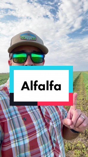 Quality Alfalfa Hay Sales in Tucson, Arizona