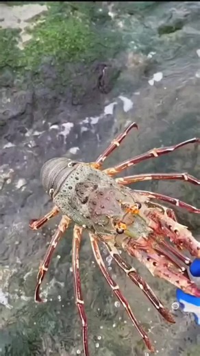 amazing fishing videos #FishingTrip #bigfish #fishingusa #catchingfish #amazingfishing