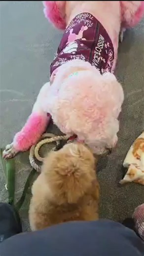 #standardpoodle #newpuppy #poodlepuppy #babybrother #futureservicedog