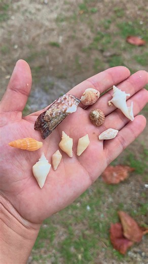 Some of my favorite shells from today! 😍 love the colors and shapes! #puertorico #shell #shelling #beach #beachesinpuertorico #beachvibes