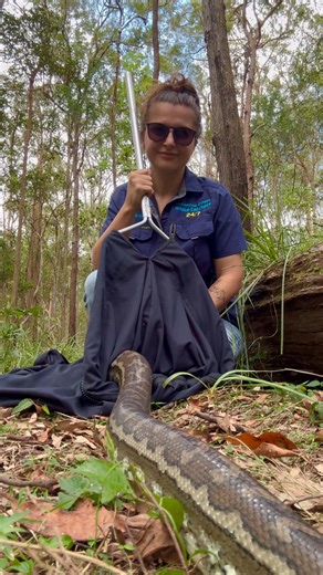 8.9K views · 49 reactions | The never ending snake!  This Coastal Carpet Python was caught in Daisy Hill by Tiarnah. She was super healthy and super thick, and a soon to be mumma! That body of hers could have been holding anywhere from around 10-40 eggs! | Snake and Critter Catcher | Facebook