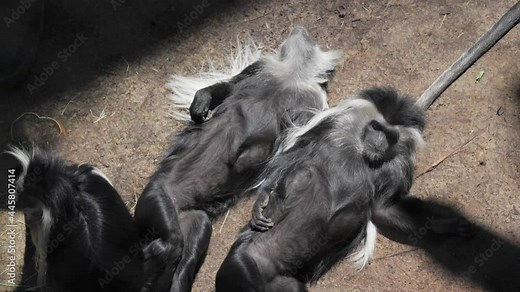 This video shows a group of long haired monkeys (Angolan Colobus Monkey) laying sprawled out on a forest floor, stretching and basking in the sunlight.