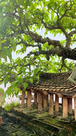Banyan Tree with Pavilion Roof #bonsai #ornamentalplants