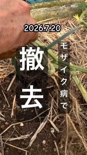 [Removed cucumbers from the field after digging them up due to mosaic virus] #Cucumercultivation