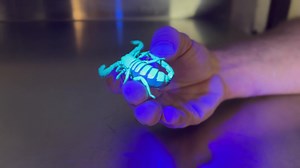 1.6K views · 81 reactions | Glow in the dark scorpion??? These ultra-cool Emperor Scorpions glow under ultra-violet light. Why? It's a mystery, but some scientists think they glow to turn the dim UV light from the moon and stars into the color they see best: blue-green. Check out this amazing arachnid in our Bug House 廬 | Oakland Zoo | Facebook