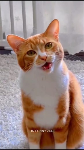 “Cats gone wild! 😹 You won’t stop laughing! 🐾”