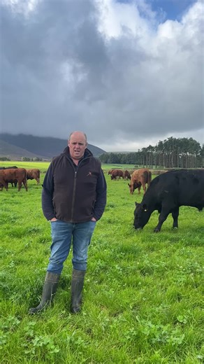Discover the Secrets of Grass-Fed Aberdeen Angus Cattle