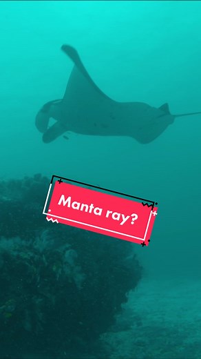 Manta Ray Fun Facts and Underwater Footage