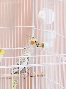 Automatic Bird Water Dispenser 7.5 oz Pet Bird Water Feeder Parrots Waterer for Parakeet Budgie Finch Lovebirds Canary Cockatiel