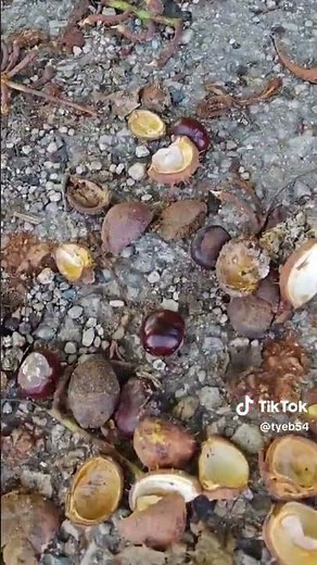 L'ASTUCE ANTI-ARAIGNÉE LA PLUS NATURELLE ! 🕷️