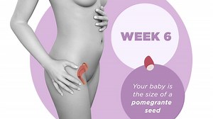 6 weeks pregnant - signs, fetal development and what to consider