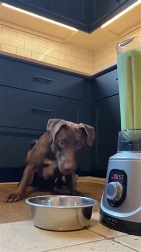 Blender Terror: Dog's Dramatic Retreat