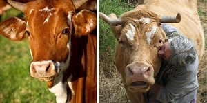 Escaped cows and their ringleader  now live at sanctuary where people visit for cow snuggles