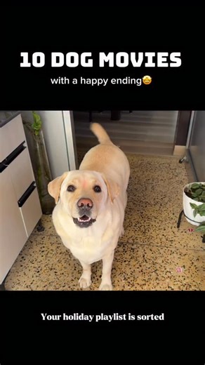 Kanika agarwal on Instagram: "Most of us avoid watching dog movies because they make us cry and mostly have a sad end. These 10 movies you can watch without being scared of a sad ending bcz i watched them for you and they all have a beautiful happy end. Two more movies - A dogs purpose and a dog’s journey. I couldn’t add them to this list bcz they are not available on Netflix, prime or YT. If you can find them, please do comment. . . . . . . . (Dog reels, cute dogs, reels of instagram, dog love,