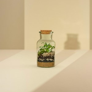 DIY Plant Terrarium Kit - DIY Kit for Beginners - Handmade Terrarium at Home - Creative Plant Terrarium Kit - Forest in Glass Kit. - Etsy UK