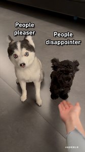 704K views · 3K reactions | The black dog must be a cat in the past life. | 9GAG TV | Facebook