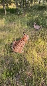 A lynx is hunting a hare