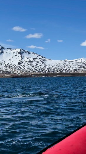 #Amazing #whalewatching happening in #Dalvik #Eyjafjörður #northiceland these past few days .. #sunny and calm with lots of #humpbacks #humpbackwhales hanging around! 🐋 | Arctic Sea Tours