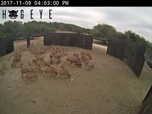 1.1K views · 10K reactions | Aoudad Sheep round up day. Dropping the tarp gates remotely with the #hogeyecameras live feed. Watch the action and drop the trap from anywhere you have phone service. | HogEye Trap Cameras | Facebook