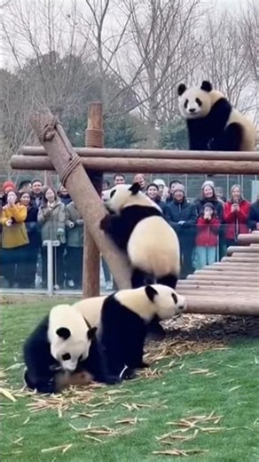 People Film Pandas Doing the Funniest Things at the Zoo 🐼