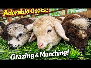 Cute Goats Eating Fresh Grass | Most Relaxing Farm Animal Video