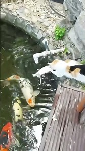 Funniest Cats and Dogs Clips 2026 😹🐶 | Try Not To Laugh Challenge 😂 #funnycats #funnydogs