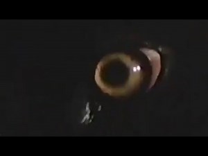 WORKING WITH WOLVES: Q and A with Dr L Dave Mech. [REMASTERED]