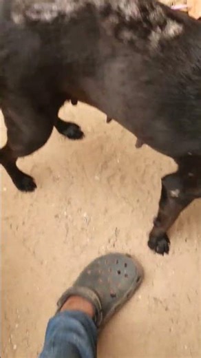 The dog can speak #dogspeak #shortsvideo #youtubeshortsvideos