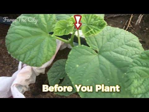 3 Fixes Before Planting Cucumbers (Beginners Mistakes to Avoid)