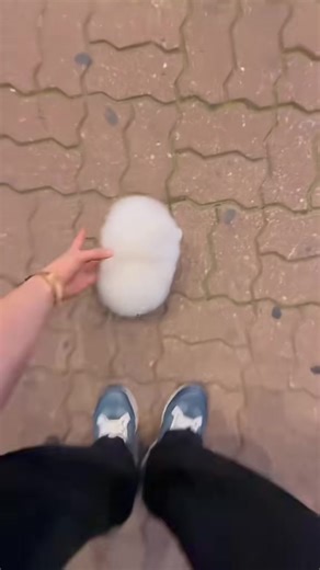 ‏Pomeranian 🥰 #Pomeranian #dogs | dogs