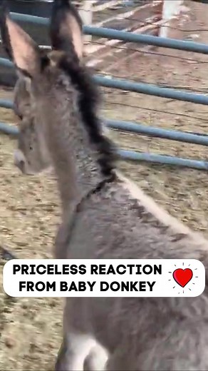 125K views · 7.8K reactions | BABY DONKEY MEETS GOAT #reels #donkey #cutebabyanimals #babydonkey #makeyousmile | The Farm on Route 66 | Facebook