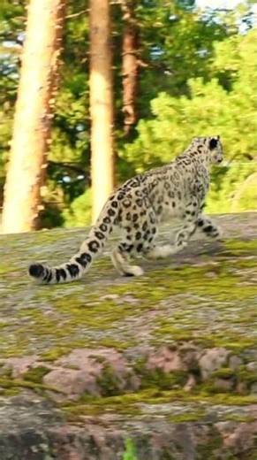 So Impressive! Snow Leopard Running in Slow Motion 🐆❄️