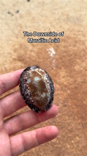 HI Shell Guy on Instagram: "Often times in the shelling community, muriatic acid is thrown around as the main cleaner for dirty shells. Although it can be used, I recommend only to use it sparingly. We have mainly moved away to less harmful ways of cleaning seashells. The acid is really hard on any shell, takes away any bit of luster or shine, and when left in too long, will quickly eat away the calcium carbonate of the shell. If you are looking to clean seashells, I would honestly shy away from