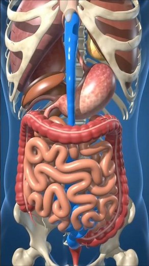 3D Animation: What Happens When You Drink Water | Human Body Hydration Process