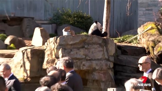 5K views · 23 reactions | After 15 years, Adelaide pandas Wang Wang and Fu Ni will soon be on a plane home. As plans were finally unveiled for their replacements, China's premier was met by protestors outside the zoo. Download the 7NEWS app: https://7news.link/7NEWSapp #7NEWS | 7NEWS Adelaide | Facebook