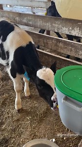 42K views · 588 reactions | Cow calf management ❤️ #dairyfarm #reel #viral #cow | Farming .Life | Facebook