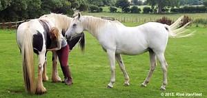 Consent and Willingness of Animals to Engage with Us - International Institute for Animal Assisted Play Therapy