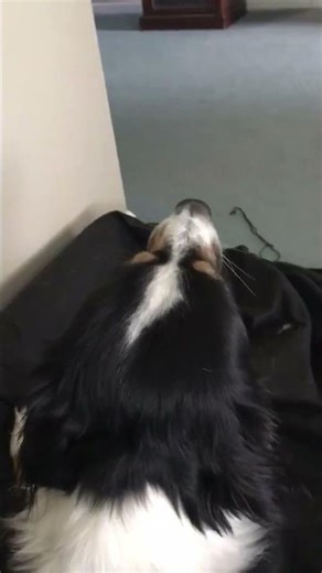 Crazy Dog 'Kooper' moaning. Over dramatic!