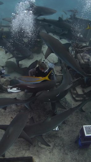 19K views · 796 reactions | Shark diving with the girls! Bahamas | Nadia Aly Photography & Video | Facebook